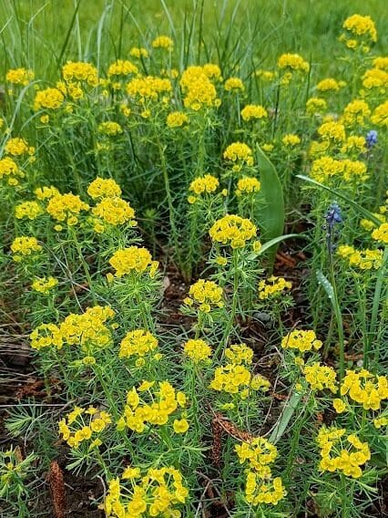 Kukkiva keltainen tarhatyräkki, perinneperenna.