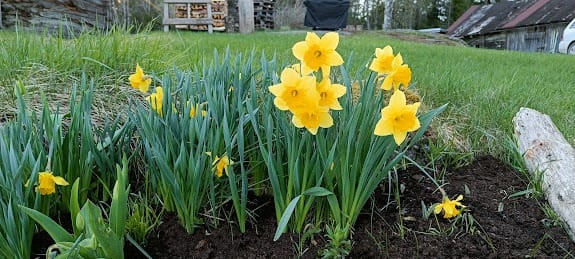 Keltainen narsissi kukkii, tehnyt vuosien aikana sivusipuleita ja vaatisi harventamista