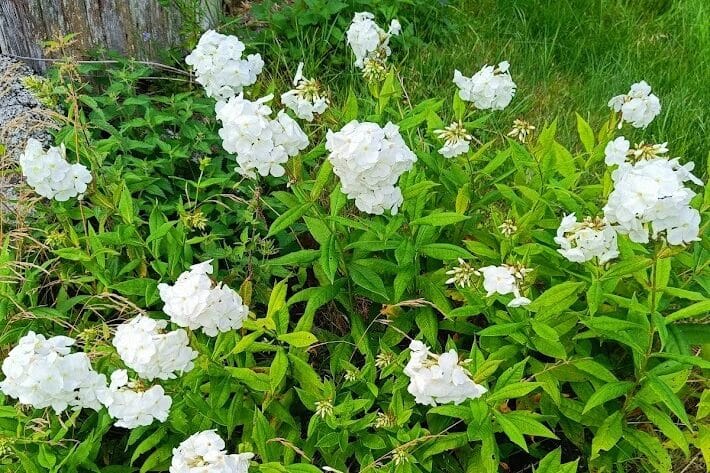 Vanha valkoinen syysleimu, perinneperenna