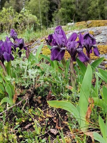 Kukkivia violetteja kevätkurjenmiekkoa